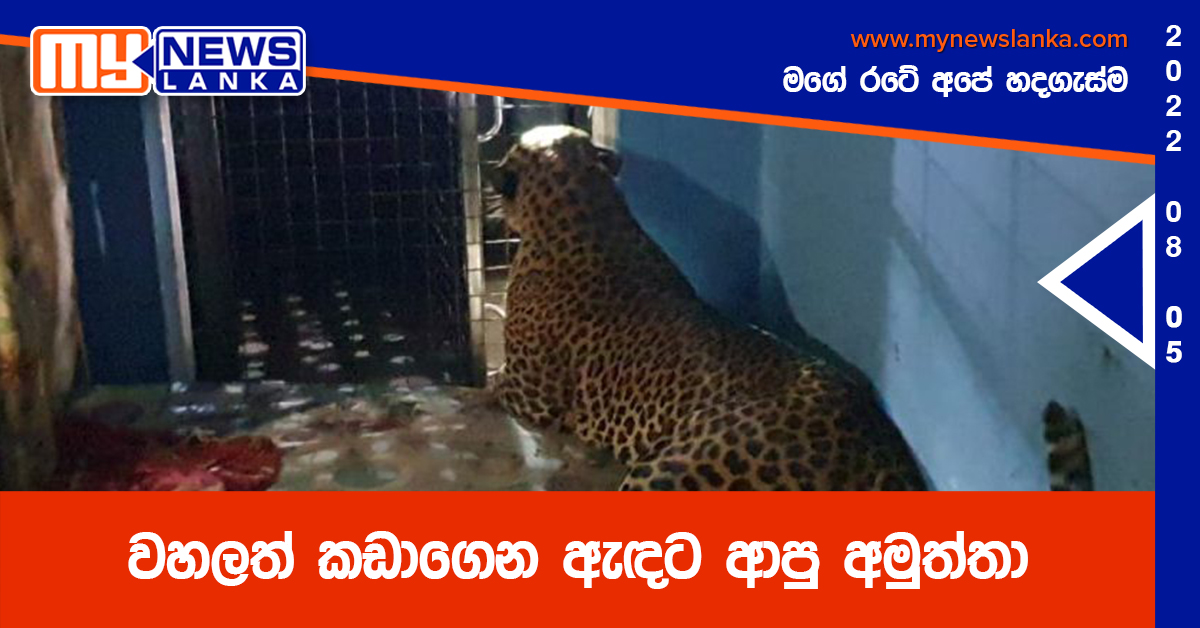 වහලත් කඩාගෙන ඇඳට ආපු අමුත්තා (වීඩියෝ)