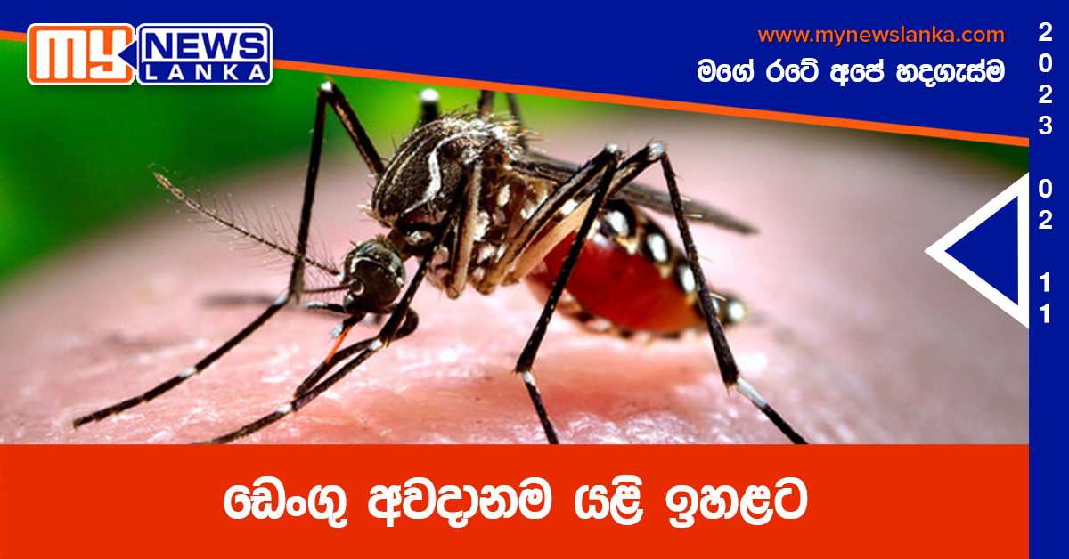 ඩෙංගු අවදානම යළි ඉහළට