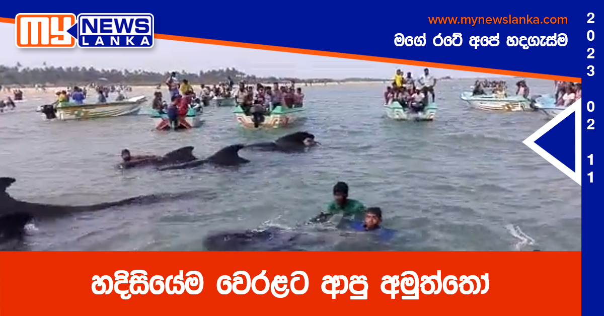 හදිසියේම වෙරළට ආපු අමුත්තෝ (Video)