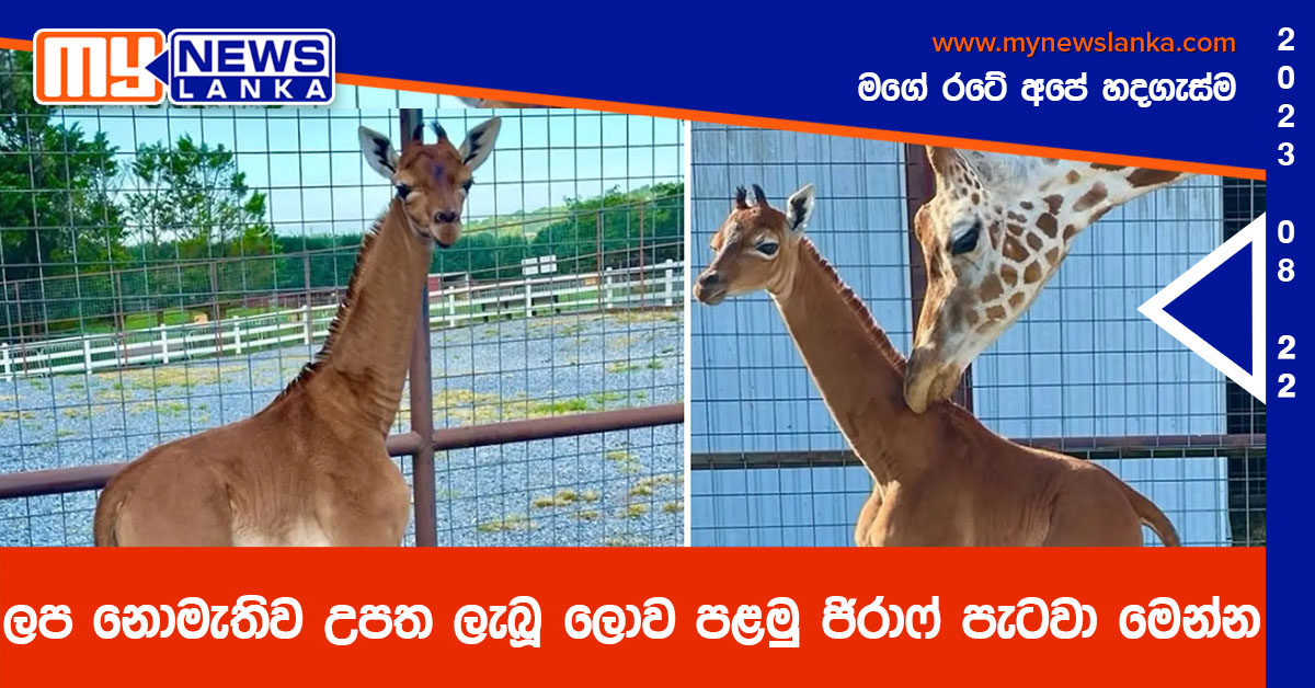 ලප නොමැතිව උපත ලැබූ ලොව පළමු ජිරාෆ් පැටවා මෙන්න