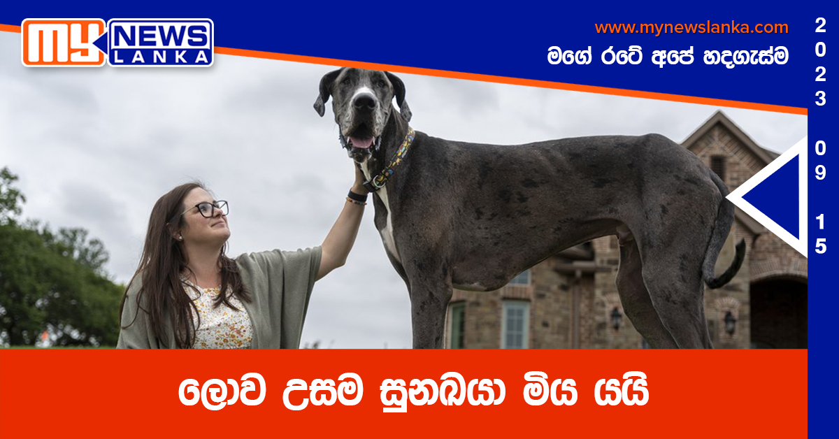 ලොව උසම සුනඛයා මිය යයි