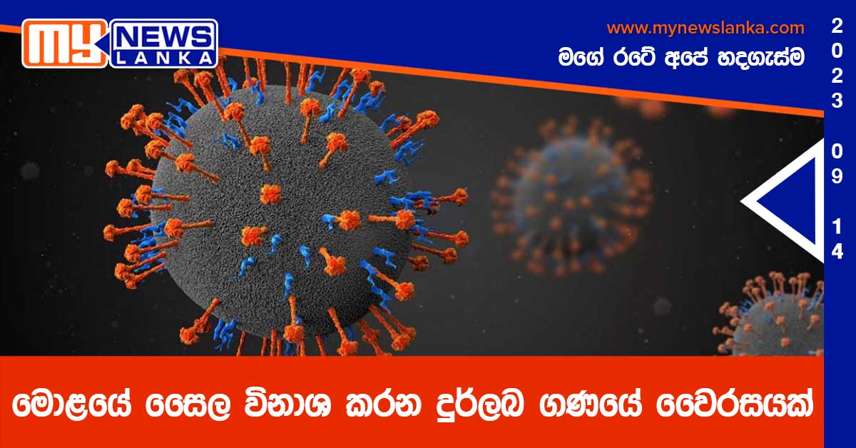 මොළයේ සෛල විනාශ කරන දුර්ලබ ගණයේ වෛරසයක්