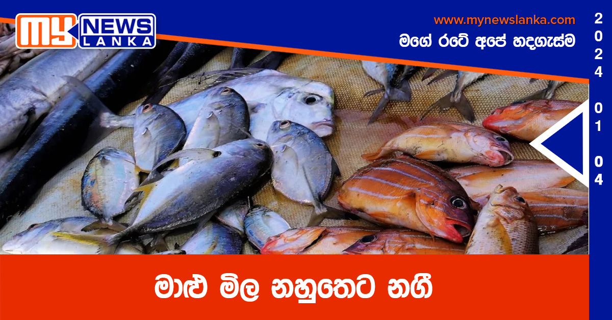 මාළු මිල නහුතෙට නගී