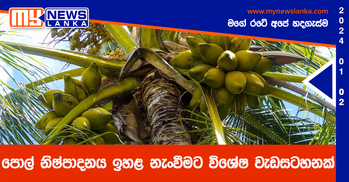 පොල් නිෂ්පාදනය ඉහළ නැංවීමට විශේෂ වැඩසටහනක්
