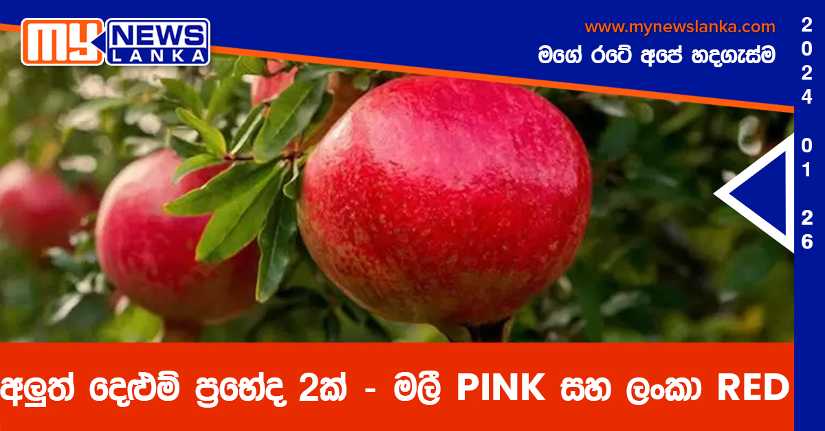 අලුත් දෙළුම් ප්‍රභේද 2ක් – මලී PINK සහ ලංකා RED