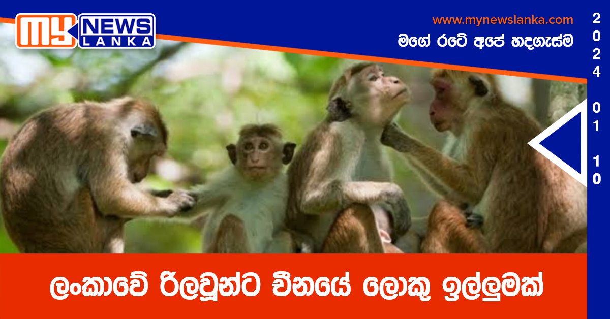 ලංකාවේ රිලවූන්ට චීනයේ ලොකු ඉල්ලුමක්