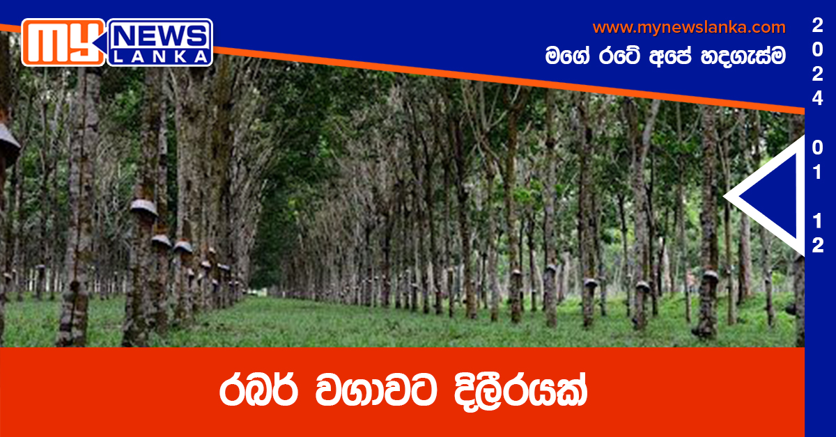 රබර් වගාවට දිලීරයක් රබර් වගාවට දිලීරයක්
