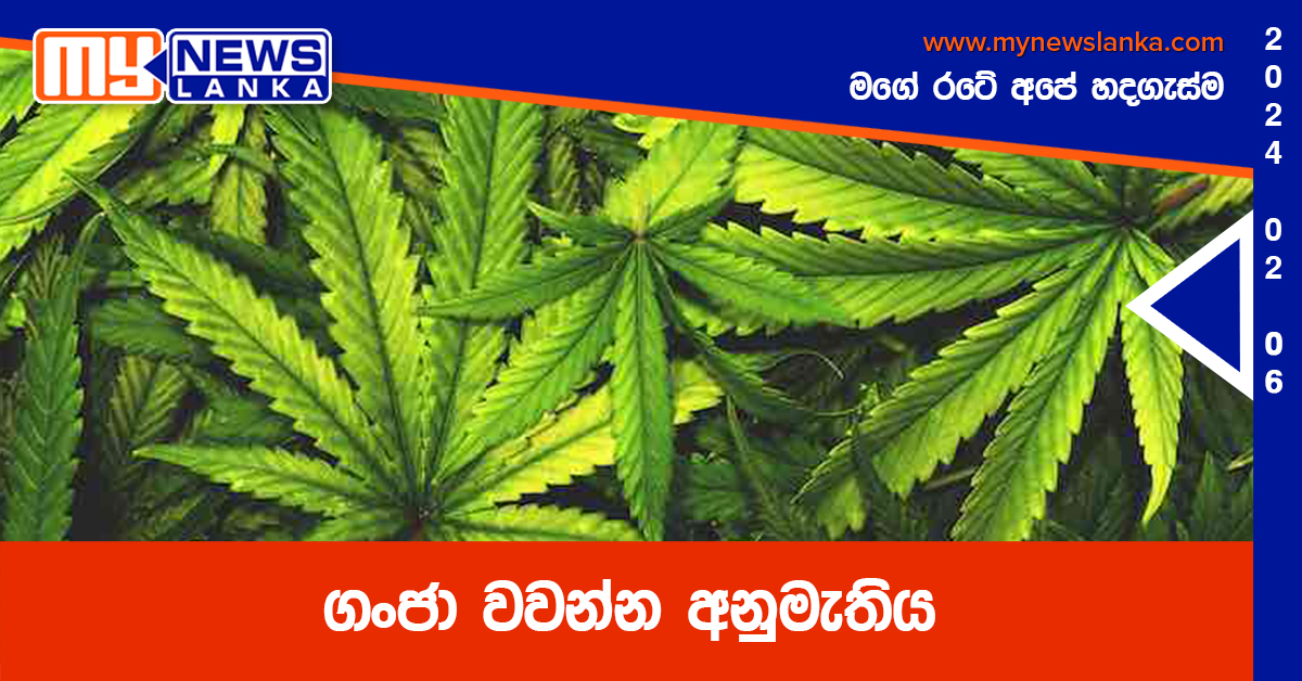 ගංජා වවන්න අනුමැතිය ගංජා වවන්න අනුමැතිය
