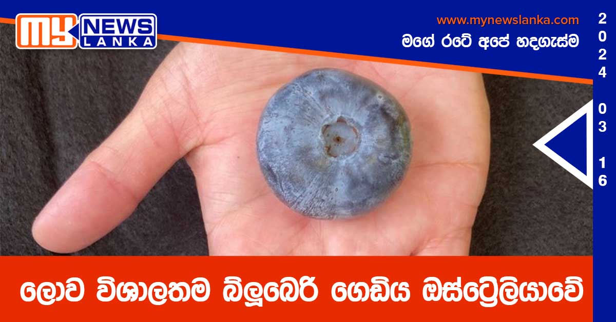 ලොව විශාලතම බ්ලූබෙරි ගෙඩිය ඔස්ට්‍රේලියාවේ