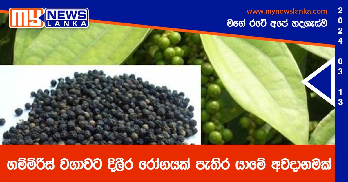 ගම්මිරිස් වගාවට දිලීර රෝගයක් පැතිර යාමේ අවදානමක්