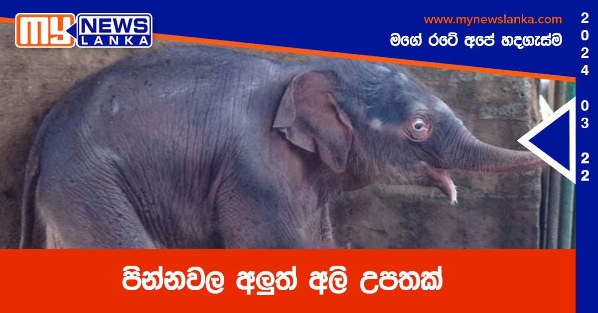 පින්නවල අලුත් අලි උපතක්