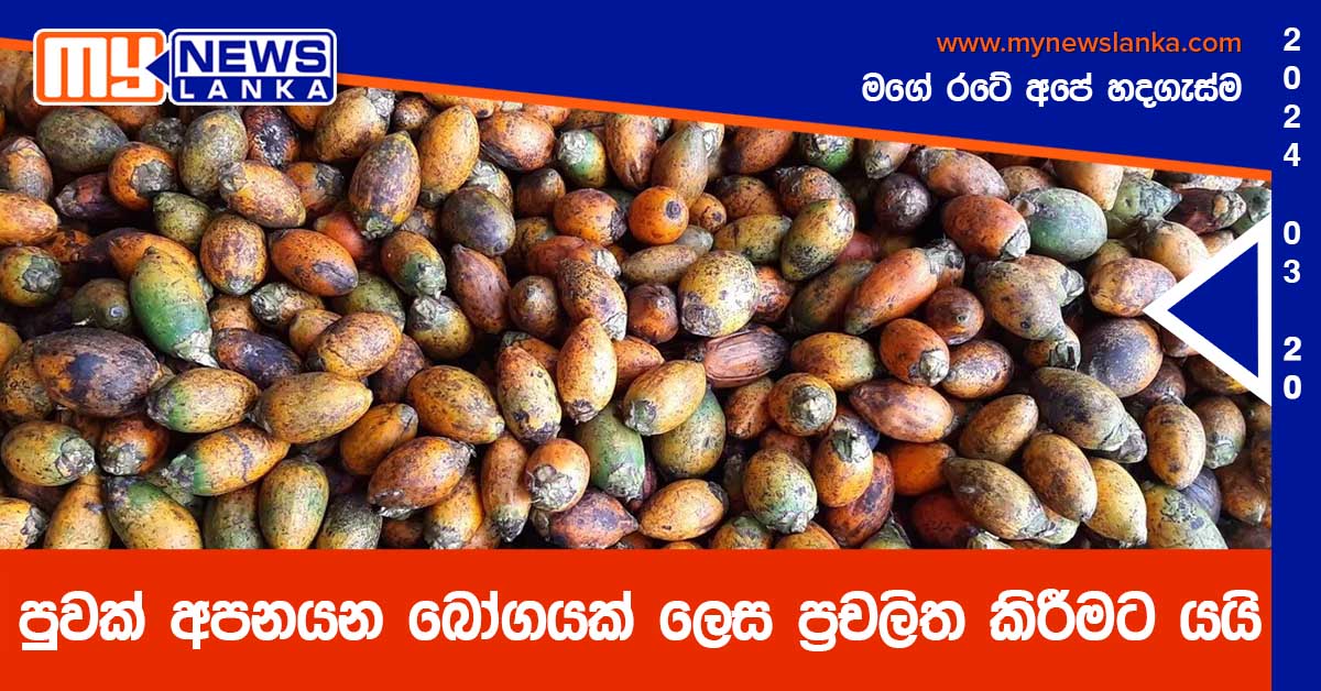 පුවක් අපනයන බෝගයක් ලෙස ප්‍රචලිත කිරීමට යයි