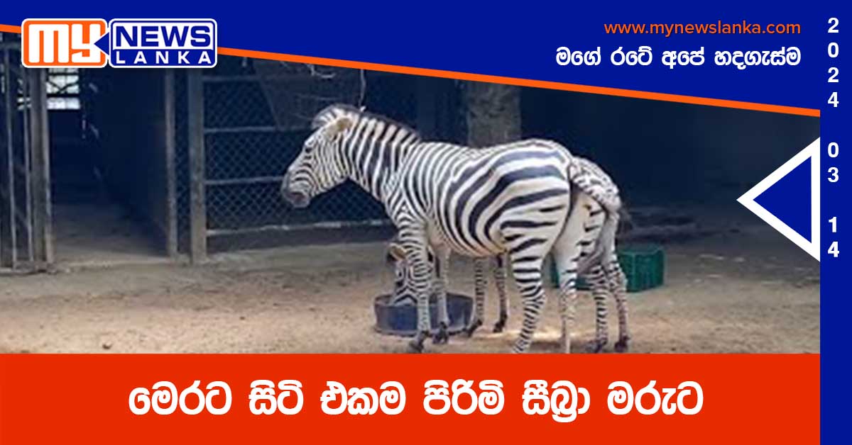 මෙරට සිටි එකම පිරිමි සීබ්‍රා මරුට