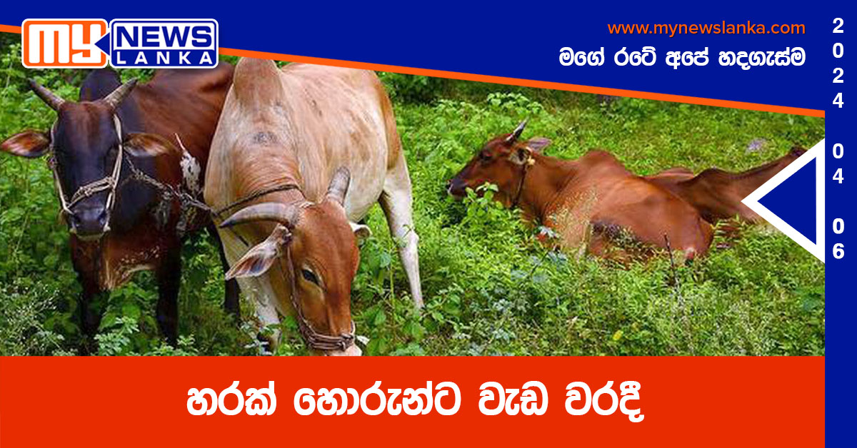 හරක් හොරුන්ට වැඩ වරදී