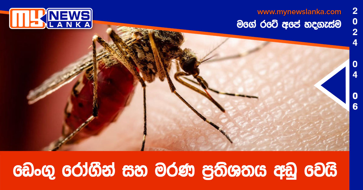 ඩෙංගු රෝගීන් සහ මරණ ප්‍රතිශතය අඩු වෙයි