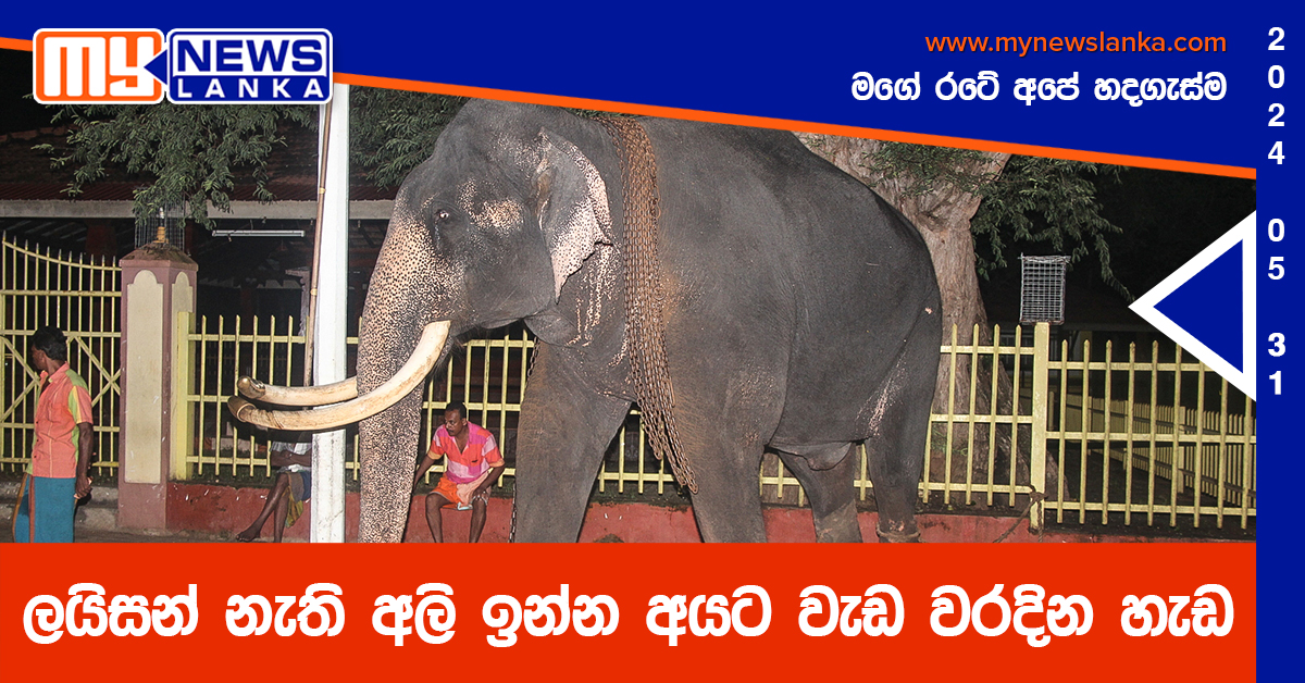 ලයිසන් නැති අලි ඉන්න අයට වැඩ වරදින හැඩ ලයිසන් නැති අලි ඉන්න අයට වැඩ වරදින හැඩ