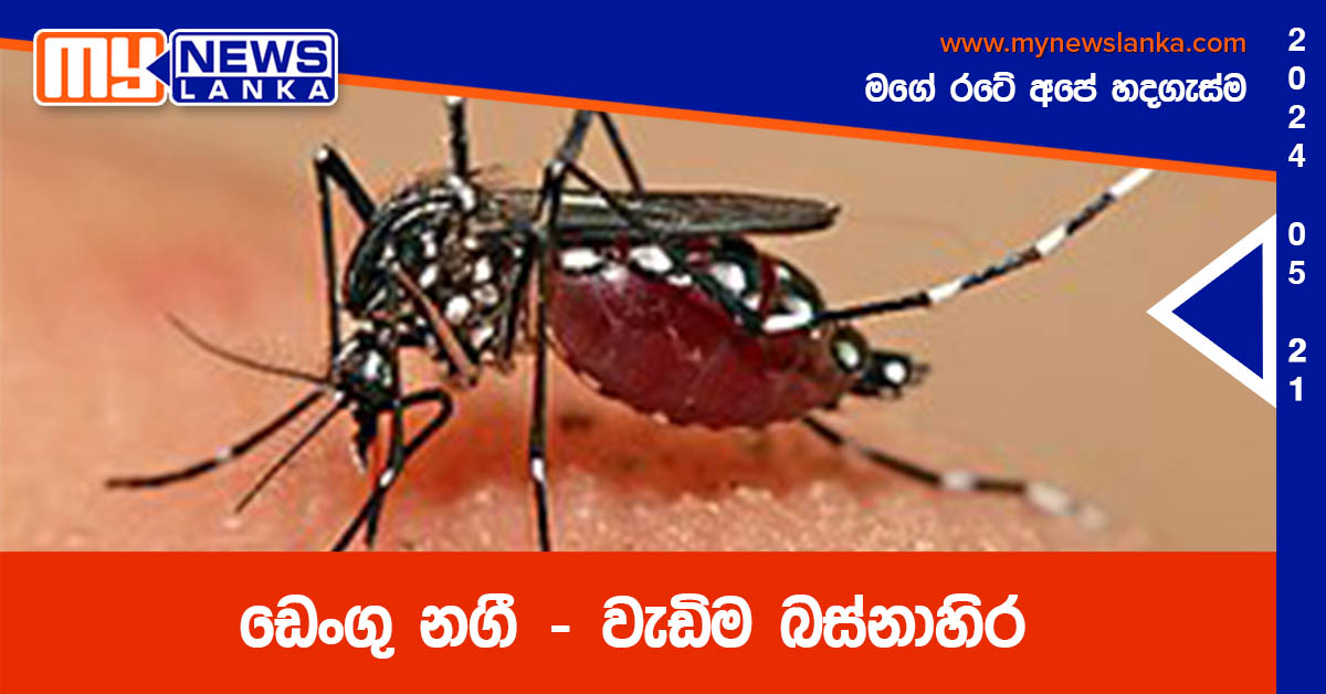 ඩෙංගු නගී – වැඩිම බස්නාහිර