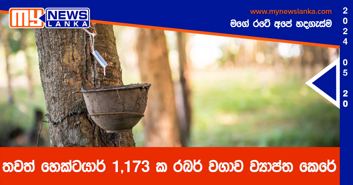 තවත් හෙක්ටයාර් 1,173 ක රබර් වගාව ව්‍යාප්ත කෙරේ