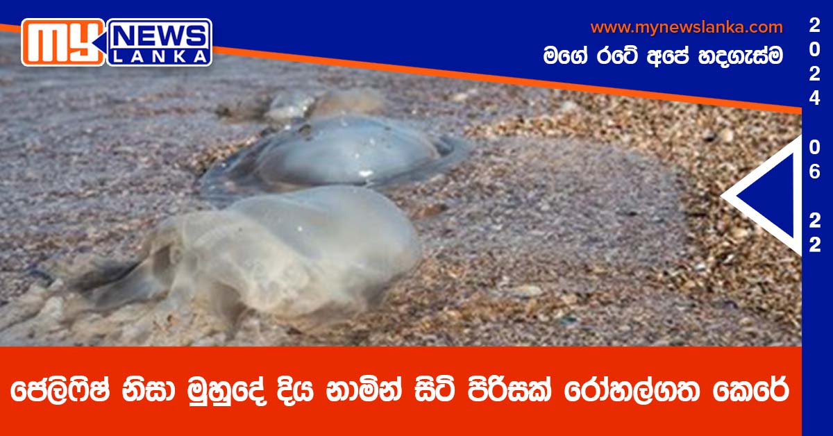 ජෙලිෆිෂ් නිසා මුහුදේ දිය නාමින් සිටි පිරිසක් රෝහල්ගත කෙරේ ජෙලිෆිෂ් නිසා මුහුදේ දිය නාමින් සිටි පිරිසක් රෝහල්ගත කෙරේ