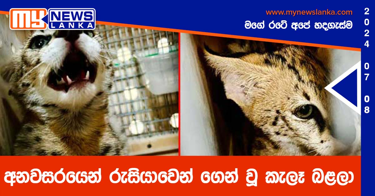 අනවසරයෙන් රුසියාවෙන් ගෙන් වූ කැලෑ බළලා