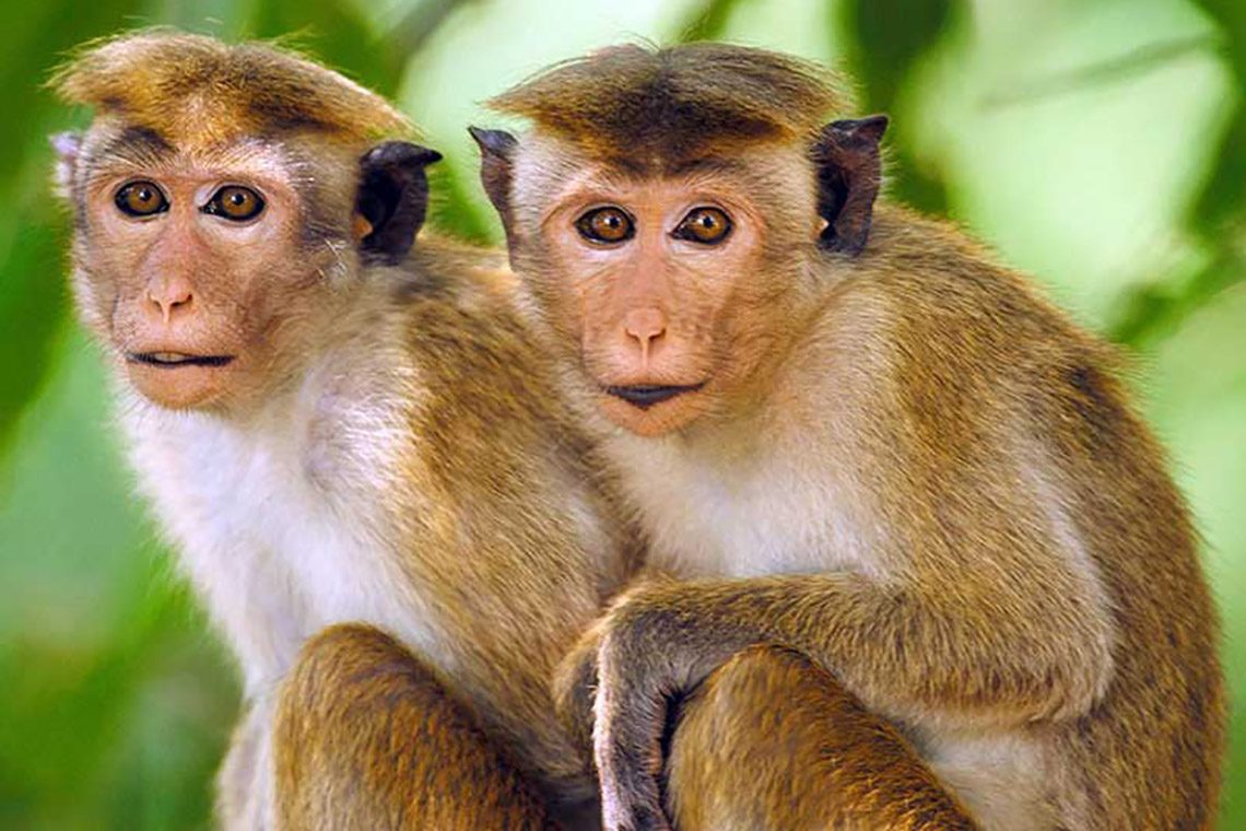 රිලවුන්ගේ වද සැත්කම් ඇරඹේ