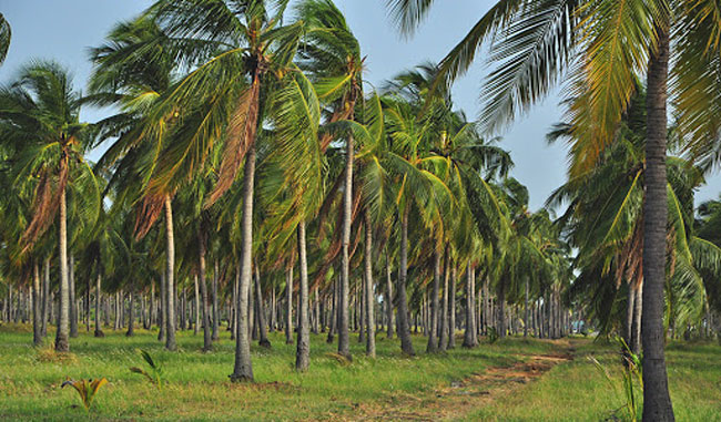 පොල්වතු හිමියන්ට සහනාධාරයක්