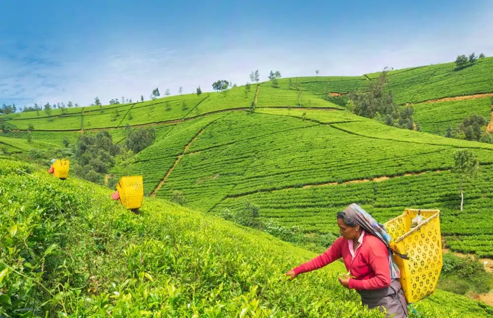 තේ කර් මාන්තයට නව තාක්ෂණය සහ පරිසර හිතකාමී පොහොර හඳුන්වා දීමට පියවර