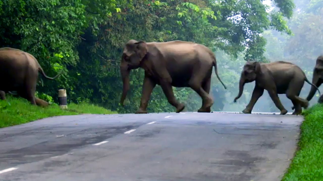 වන අලි ගම් වැදීම පාලනයට මුර කුටි ඉදි කෙරේ