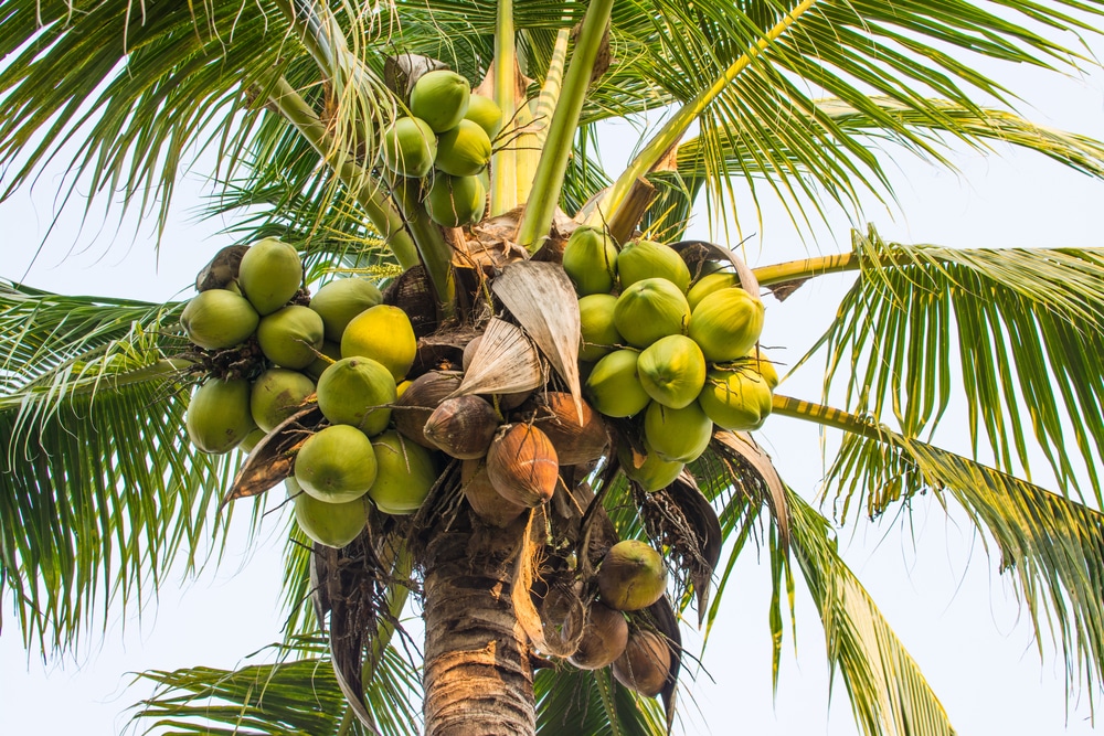 රජයේ ඉඩම් වලින් ලබා ගන්නා පොල් අස්වැන්න, කර්මාන්ත වෙත නිකුත් කිරීම අත්හිටුවයි