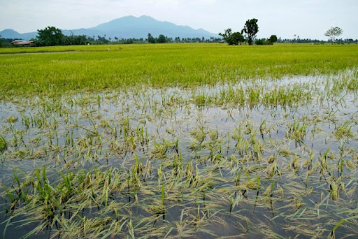 ගංවතුරෙන් හානි වූ වගාවන්ට වන්දි ගෙවීම ඇරඹෙයි