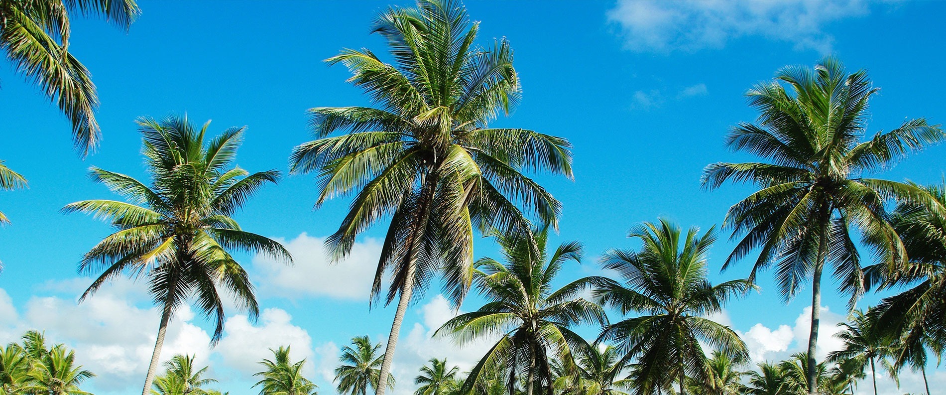 අක්කර 5ට අඩු පොල්වතු හිමියන්ට පොහොර සහනාධාරයක්