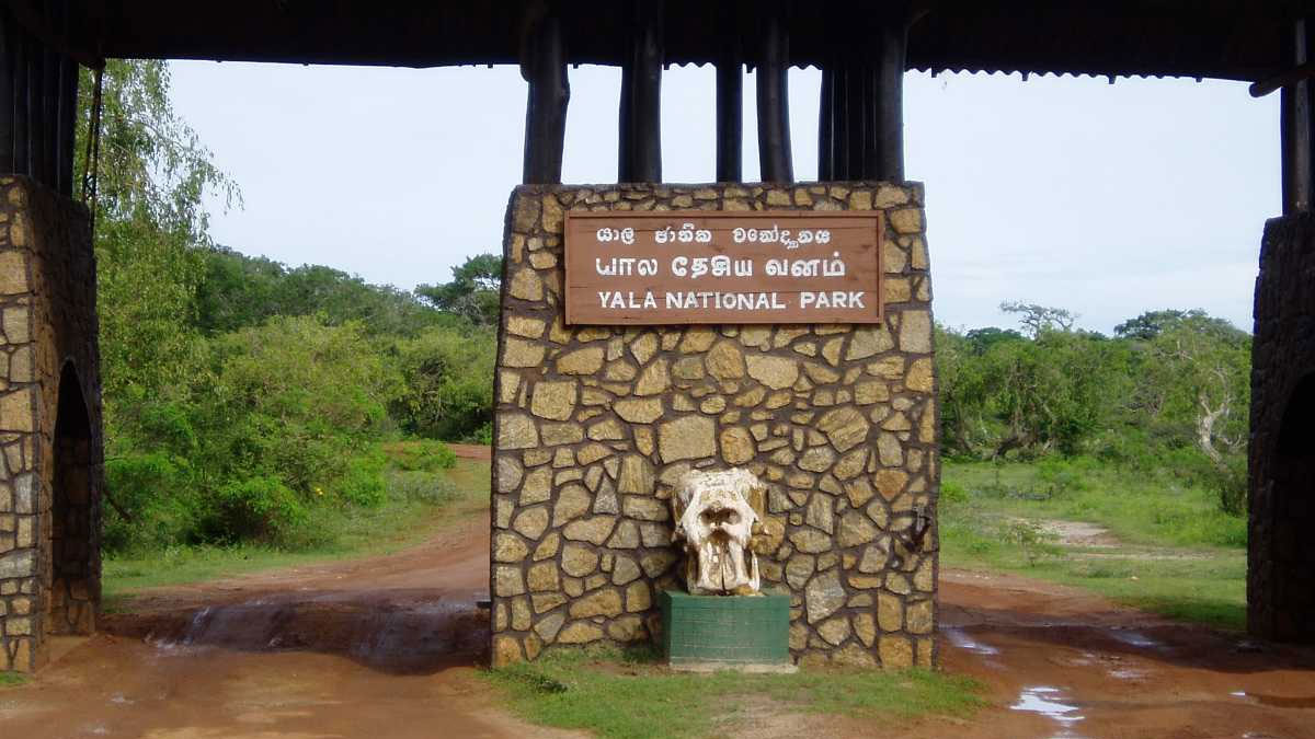 යාල වනෝද්‍යානයේ මාර් ග කිහිපයක් අද සිට විවෘතයි