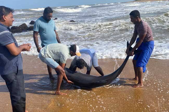 කළුතර මුහුදු වෙරළට ආ ඩොල්ෆින් කළුතර මුහුදු වෙරළට ආ ඩොල්ෆින්