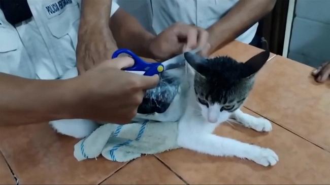 බන්ධනාගාරයට කුඩු ඇද්ද පූසෙක්