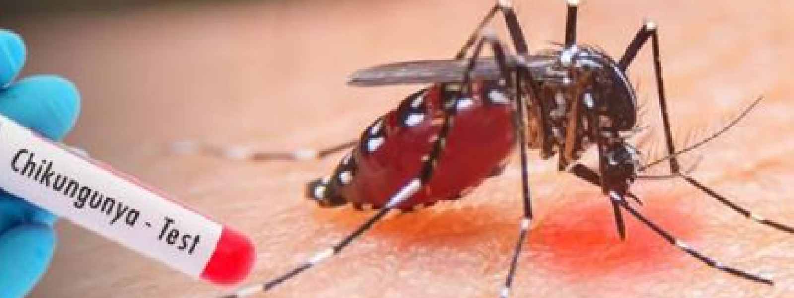 චිකුන්ගුන්‍යා රෝග ව්‍යාප්තියේ වැඩිවීමක්