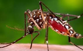 ඩෙංගු සහ විකුන්ගුන්යා වසංගත තත්ත්වයක