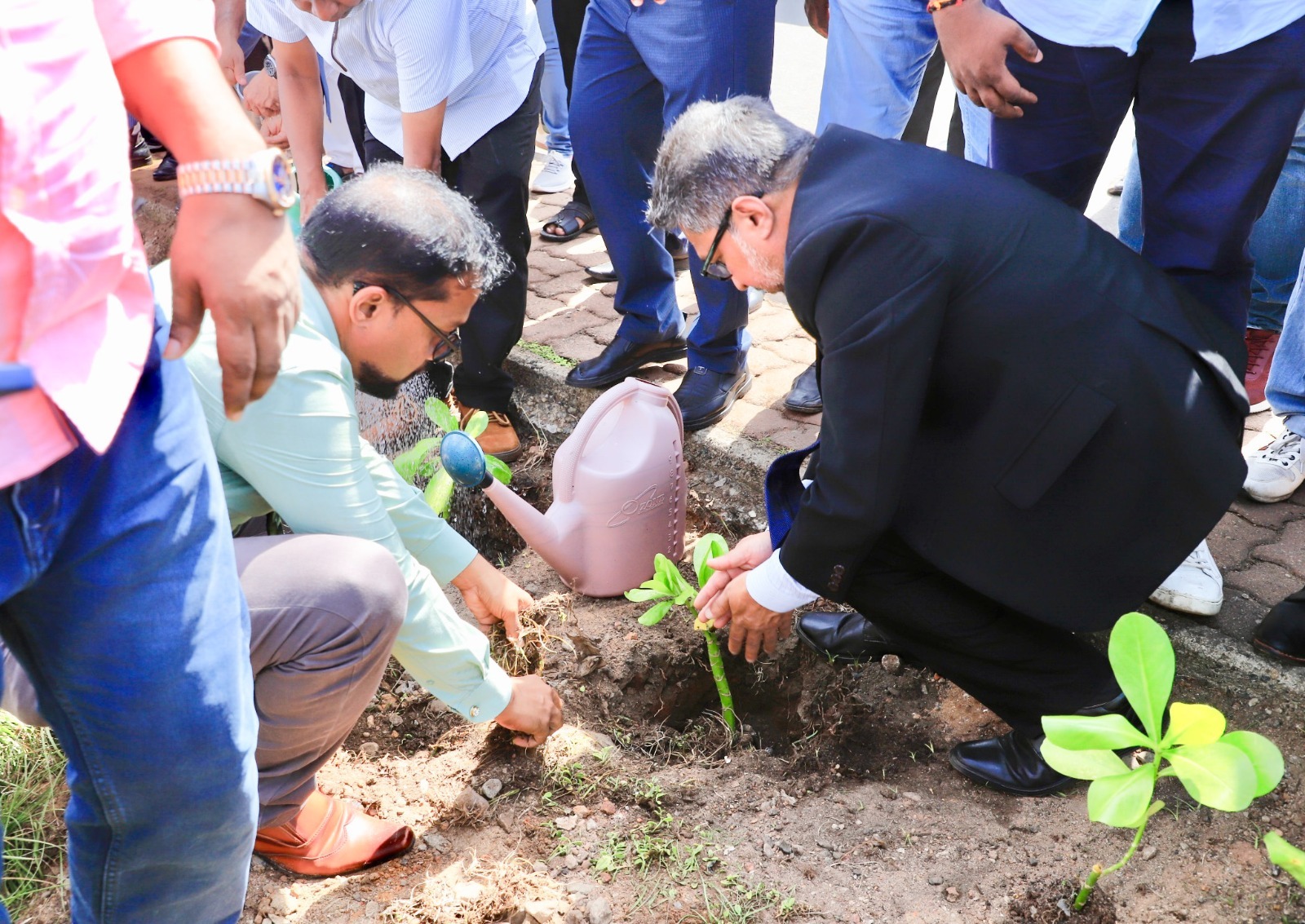 රතු දත්ත ලැයිස්තුවට ගිය තක්කඩ ශාකය රැකගන්න ලස්සන වැඩක් රතු දත්ත ලැයිස්තුවට ගිය තක්කඩ ශාකය රැකගන්න ලස්සන වැඩක්