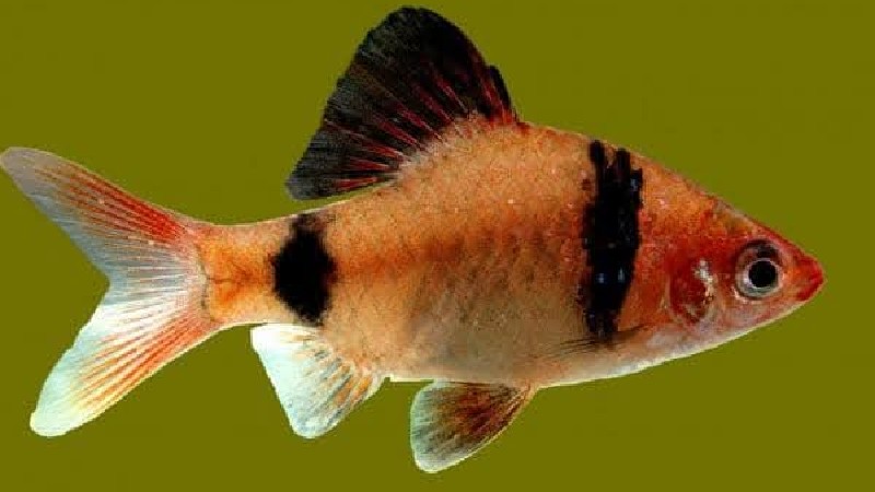 බන්දුල පෙතියා වෙසෙන භූමිය සංරක්ෂණ කලාපයක් බවට පත්කරයි බන්දුල පෙතියා වෙසෙන භූමිය සංරක්ෂණ කලාපයක් බවට පත්කරයි