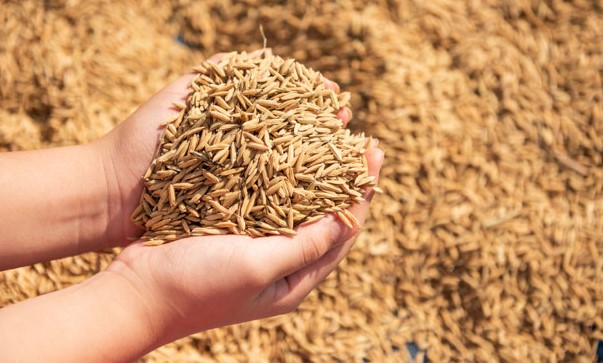 යල කන්නයේ වී මිලඳී ගැනීම හෙට සිට