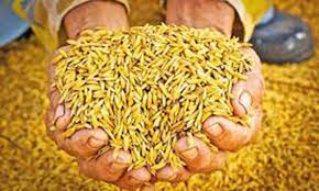 යල කන්නයේ අස්වැන්නෙන් වී කිලෝ ලක්ෂ 6ක් මිලදී ගනී