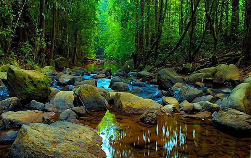 රජයේ ඉඩම්වල ඇති වනාන්තර රැසක් රක්ෂිත ලෙස නම් කිරීමට පියවර