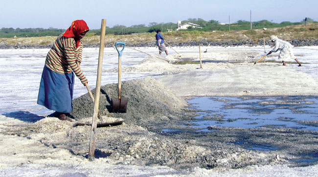අලිමංකඩ උතුර ලුණු ලේවායේ වැඩ යළි පටන්ගනී