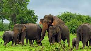 වන අලි වෙනුවෙන් ජංගම වෛද්‍ය ඒකකයක්