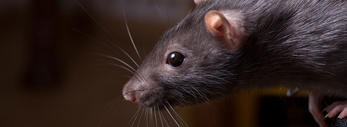 මාරාන්තික මී උණ රෝගය දරුවන් අතර ඉහළට මාරාන්තික මී උණ රෝගය දරුවන් අතර ඉහළට