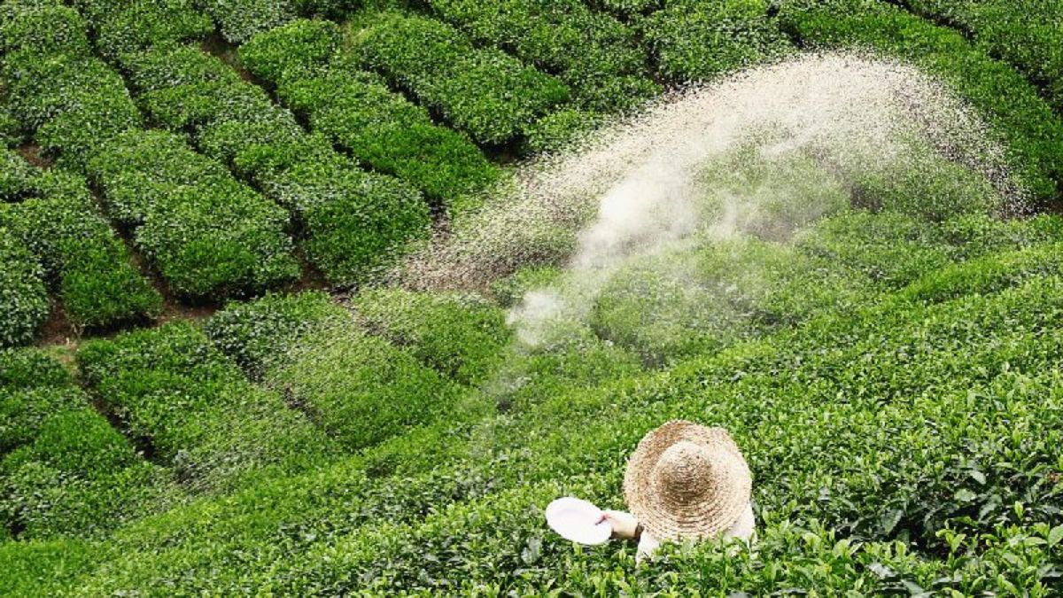 තේ වගාකරුවන්ට පොහොර ලබාදීම සඳහා නව ක්‍රමවේදය සති දෙකක් ඇතුළත