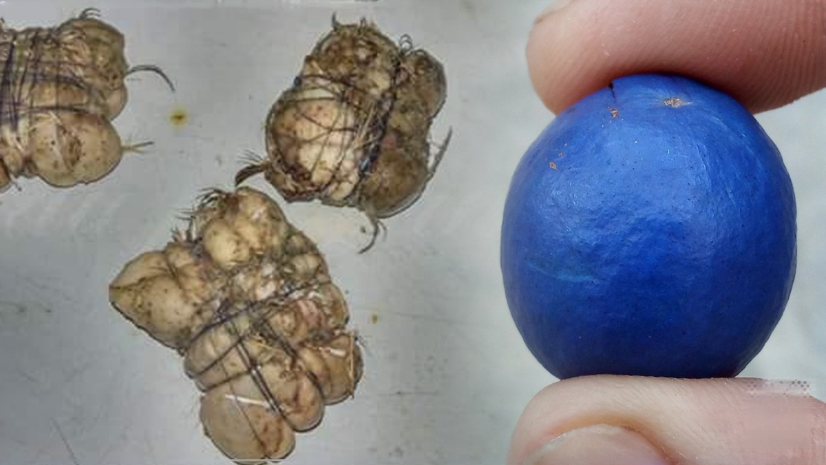 හක්කා පටස් සහ චීන පටස් සොයා දිවයින පුරා මෙහෙයුම් හක්කා පටස් සහ චීන පටස් සොයා දිවයින පුරා මෙහෙයුම්