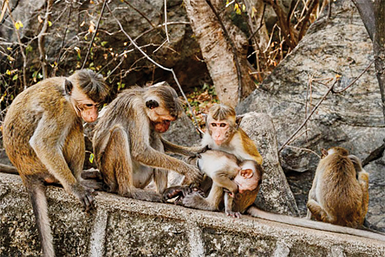 පොළොන්නරුවේ රිළවුන් සහ වඳුරන් අතර සමාජ රෝගයක්