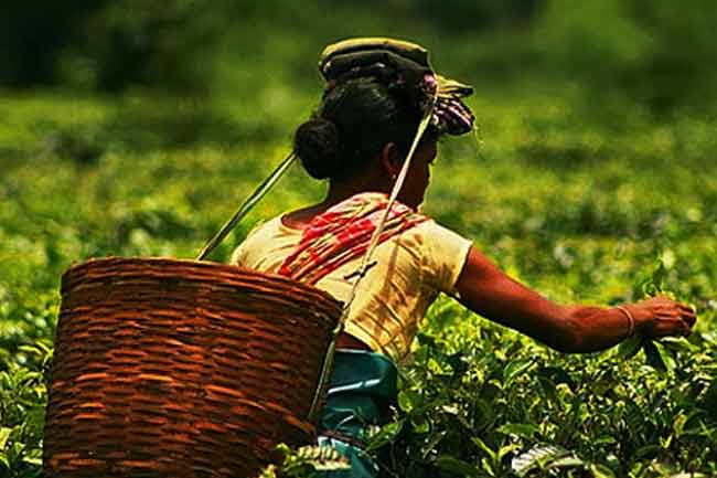 වතුකම්කරු වැටුප ගැන ජනතිගෙන් සහතිකයක් වතුකම්කරු වැටුප ගැන ජනතිගෙන් සහතිකයක්