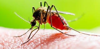 ඩෙංගු මාරයා යළි හිස ඔසවයි