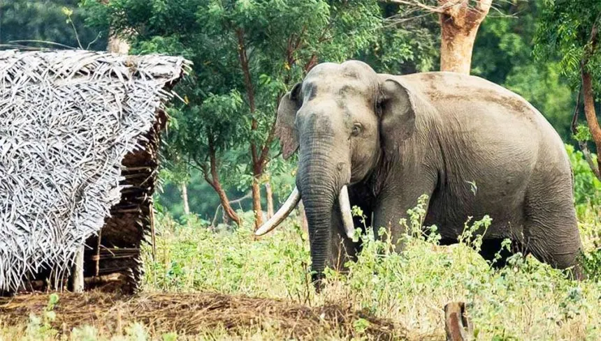 අලි-මිනිස් ගැටුම අවම කිරීම සඳහා ගෙන ඇති ක්‍රියාමාර් ග පිළිබඳ වාර් තාවක් අධිකරණය ඉල්ලයි